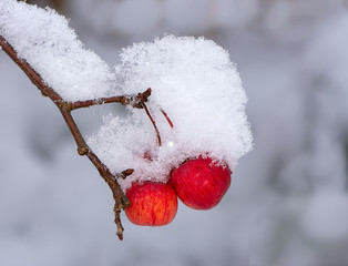 Sticker - Ripe apples covered with snow