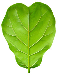 Ficus lyrate leaf isolated on white background