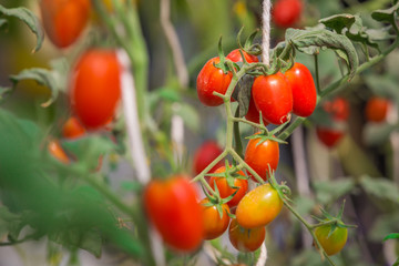 tomato growing on tree in agricultural organic farm