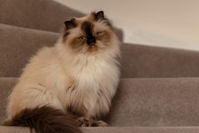 Himalayan Cat With A Hairstyle Sits In A Half-turn On Stairs