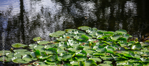 Fotografía Aquatic garden with fresh water lilies or lotus on pond