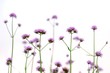 A bouquet  of purple verbena flower blossom in botanical garden on white isolated background 