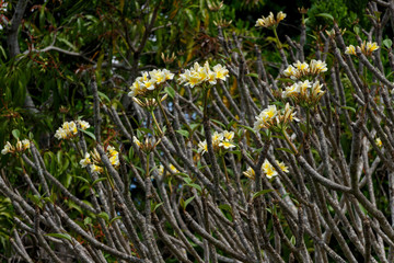 Wall Mural - Yellow flowers on the branches. Wild flowers. Nature scenery. Nature background.