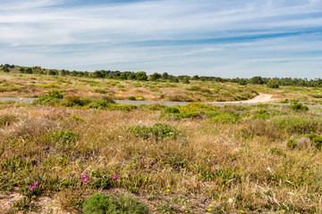 Canvas Print - Lush green hill. Road passing thought the hill. Different wild plants and some flowers. Blue sky with some clouds. Sunny day. Nature scenery.