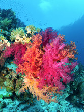 Beautiful Soft Corals On Reefs Of The Red Sea.