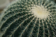 Cactus Texture Background, Close Up
