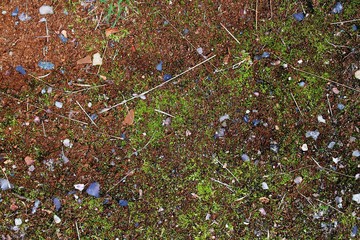 Wall Mural - Close up high resolution surface of forest ground with nuts and moss