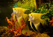Silver angelfish swimming fish tank underwater aquarium / Pterophyllum scalare - White angel fish