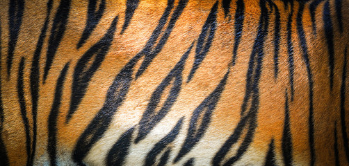 tiger pattern background / real texture tiger black orange stripe pattern bengal tiger