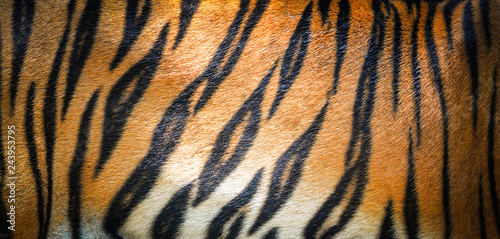 Fotomural Tiger pattern background / real texture tiger black orange stripe pattern bengal