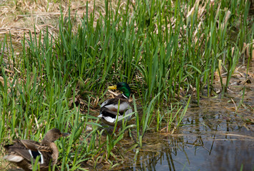 Wall Mural - Ente am See