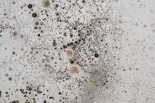 Mold On A White Wall