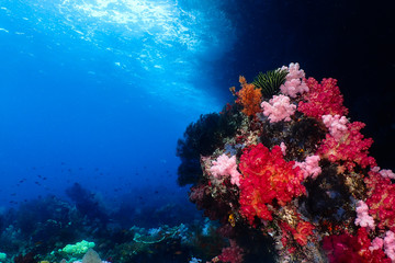 Sticker - Breautifull soft coral reef