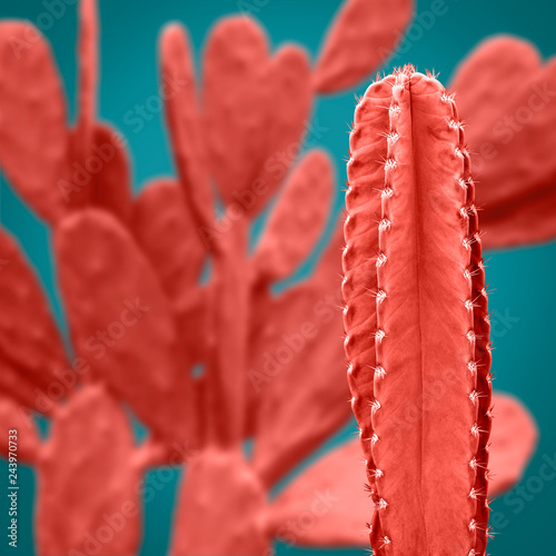 Obraz na płótnie Living coral cactus on blue background