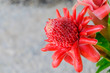 Beautiful Etlingera elatior.Dala Flower, red flower, Torch ginger or flower is blooming in the garden.