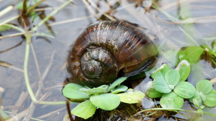 Wall Mural - Water snails are looking for food in the fields