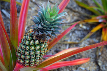 Wall Mural - Pineapple (Ananas Comosus) growing on a tropical bromeliad plant with pink leaves in Moorea, French Polynesia