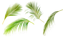Collection Set Of Palm Leaf Tree  Isolated On White Background..