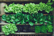 Background Leaf Vegetable Green Fresh 