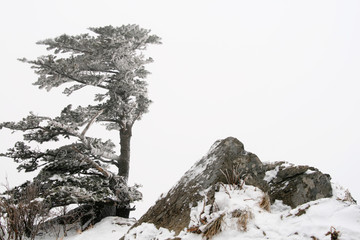 Wall Mural - Snowy landscape