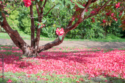 Red Flowers Falling Down From A Tree On A Garden Bed Buy - 