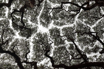 Crown shyness phenomenon or canopy spacing and disengagement of tree crown that avoid touching each other