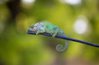 © Darrell - Green chameleon on a branch