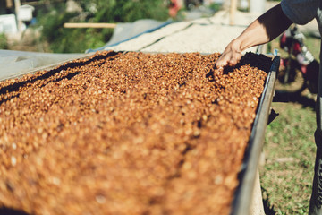 Sticker - Dried coffee beans And hands are selecting