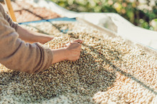 Dried Coffee Beans And Hands Are Selecting