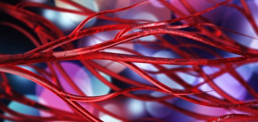 blood vessels, veins and arteries, circulatory system