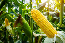 Corn Cob With Green Leaves Growth In Agriculture Field Outdoor