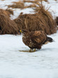 Common buzzard buteo buteo on winter field
