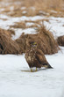 Common buzzard buteo buteo on winter field