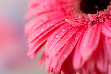 Wall Mural - Water droplets on gerbera petals. Macro. Drops of water on the bright colors of the gerbera. Flowers in spring and summer for design.