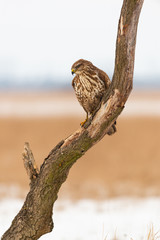 photo of common buzzard buteo buteo on a tree