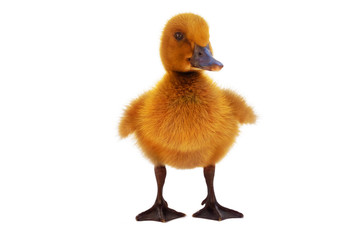 Brown ducklings on a white background.