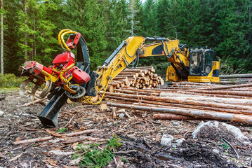 Poster - Woodworking machine tractor harvester in the forest. Primary wood processing, pruning branches. Deforestation.