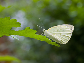 Wall Mural - white butterfly on a green plant