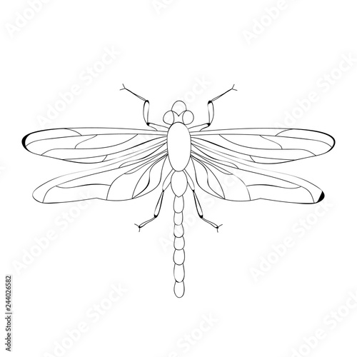 Isolated Dragonfly Sketch Buy This Stock Vector And Explore