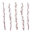 Watercolor set of pussy willow branches. Hand drawn illustration.