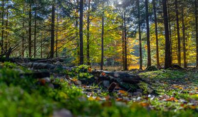 Wall Mural - autumn forest scenery