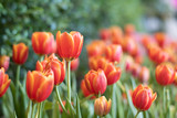 Fototapeta Tulipany - Orange tulip flowers in the garden.