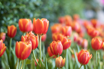 Wall Mural - Orange tulip flowers in the garden.