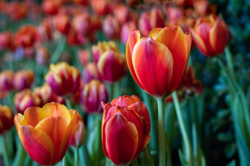 Wall Mural - Orange tulip flowers in the garden