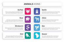 Set Of 8 White Animals Icons Such As Buffalo, Boar, Blindworm, Bird, Beetle, Zebra Isolated On Colorful Background