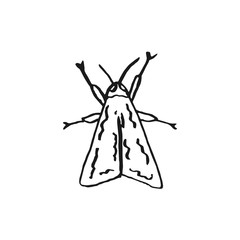 hawk moth vector doodle sketch isolated on white background