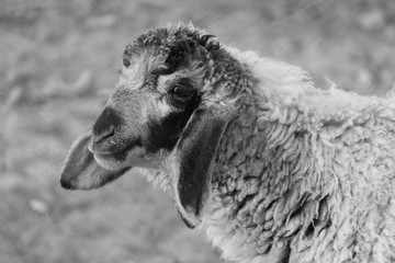 Canvas Print - black and white sheep