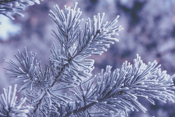  Pine branches covered with rime. Vintage natural winter background. Winter nature. Snowy forest. Christmas background.