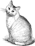 Fototapeta Koty - A sketch of a sitting domestic cat