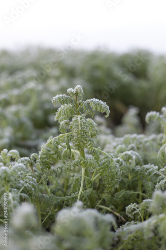 Fotografie, Obraz Frost in the field , kale leaves covered with frost.